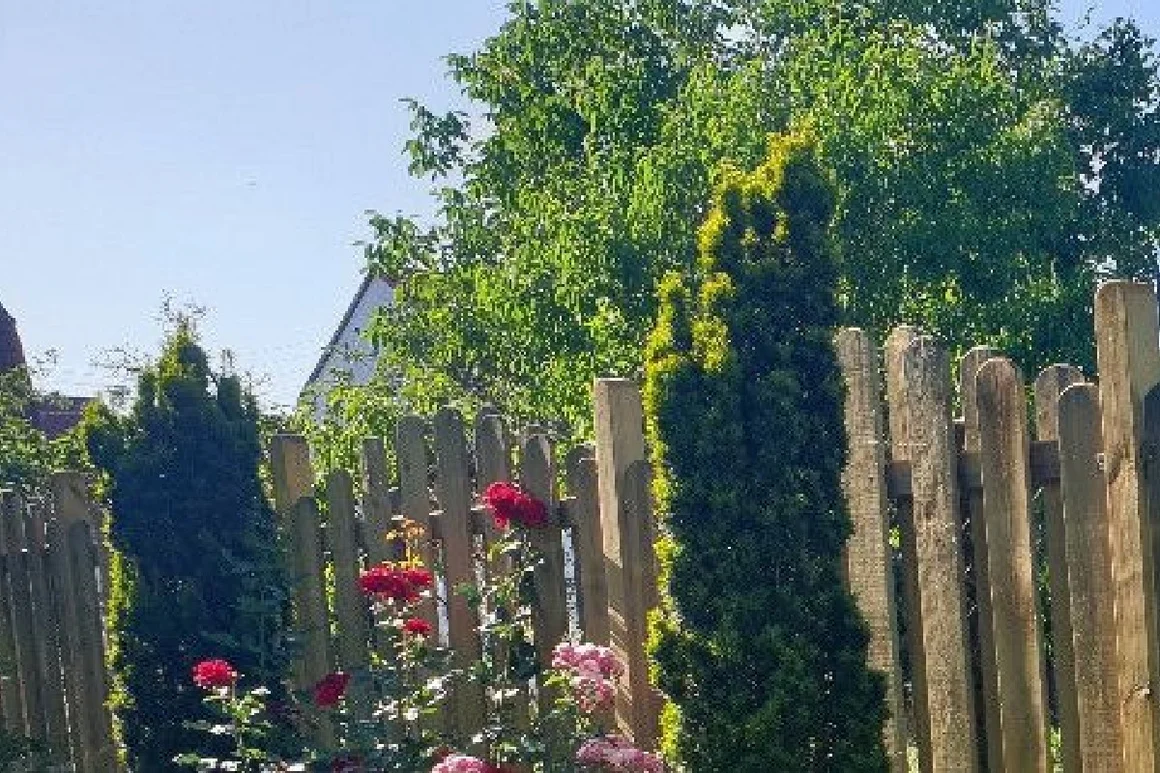 Gartenzaun mit roten Rosen